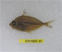 藏品(黑邊鰏)的圖片